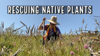 How to get free native plants: come salvage with me 🌿