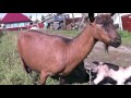 Пополнение в хозяйстве  - суточные козлята от козы Лиры