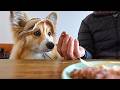 カフェに犬を連れて行くと・・想像以上に『真剣すぎるリアクション』が可愛すぎた