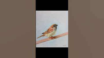 How to draw a house sparrow bird. #shortsvideo #viralvideo  #sparrow