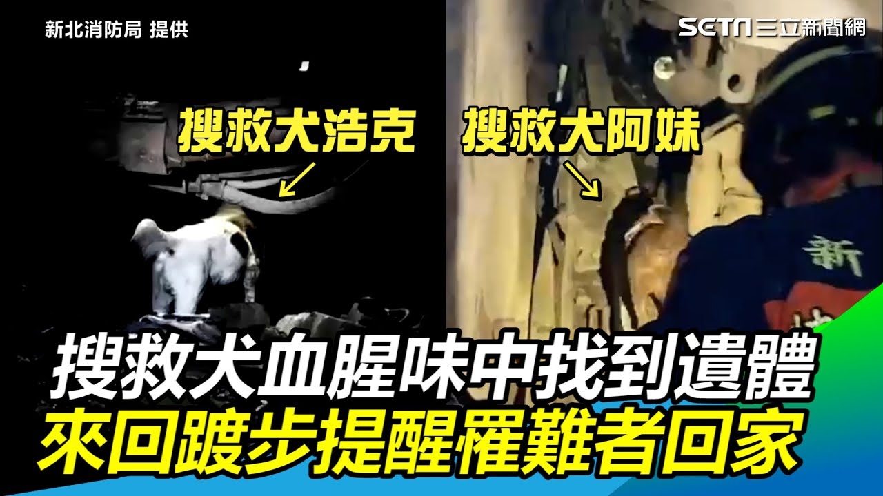 新北搜救犬血腥味中找到變形遺體　來回踱步提醒罹難者回家｜三立新聞網 SETN.com
