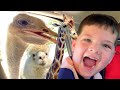 Caleb and Family Feed Funny Animals at Drive-Thru Zoo! 🦁🐒