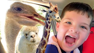 CALEB FEEDS the ANIMALS at DRIVETHRU ZOO! Mommy, Daddy & Aubrey HELP FEEDING the Funny Animal pets!