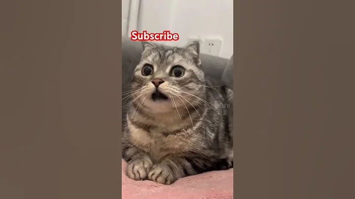 Watch the video about #trending #funny #comedysc #catmemes #viralvideo #cat #funnycatmemes #dance #funnycatpictures #cute