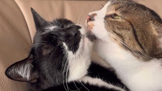 毛づくろいが止まらない猫 Feline Grooming Frenzy: Nonstop Fluff Love