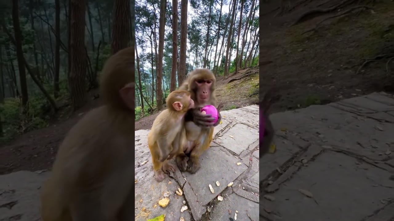 Пранк над обезьяной пробует ЛУК 🤮#животные #пранк #обезьяна