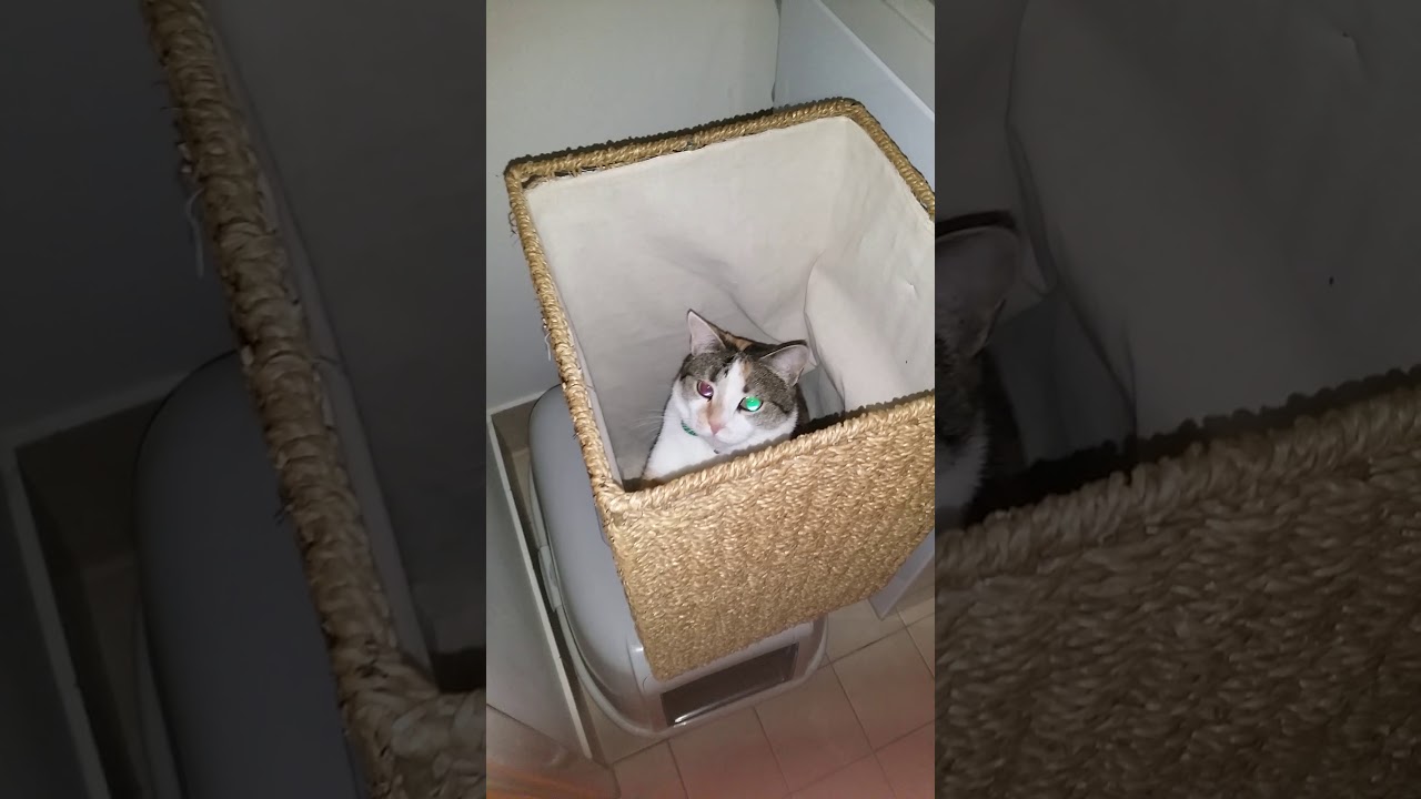 Moxie is the cutest - YouTube