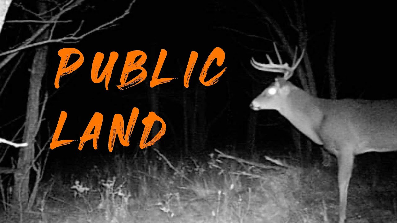 Oklahoma Public Land Trail Camera Card Pull Bucks Fighting! YouTube