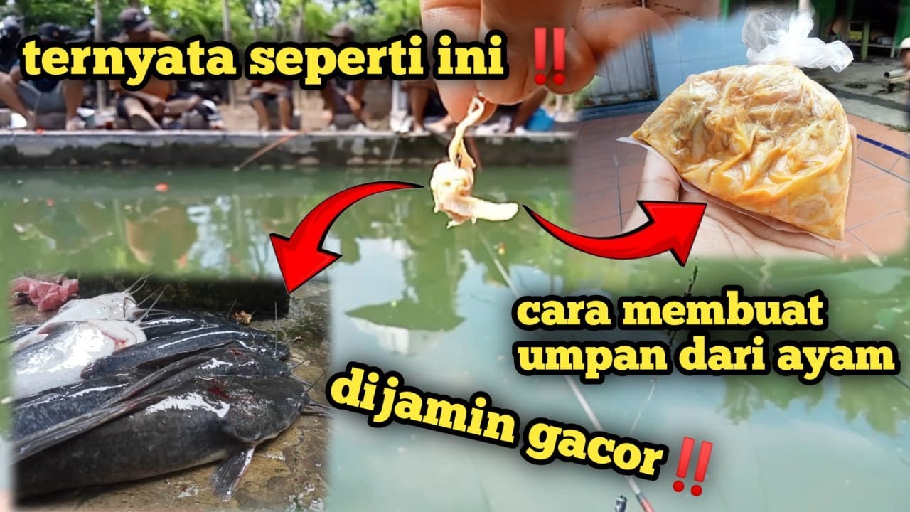 Tutorial Cara membuat racikan umpan ikan lele dari daging ayam, di jamin gacor abisss 🔥🔥🔥