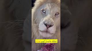 مرعب : زئير الأسد الابيض ■The big white lion