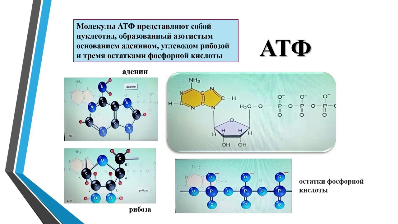 Атф цвет. Молекула АТФ фото. Каким номером обозначена молекула АТФ. Молекула АТФ таблица. Модель молекулы АТФ.