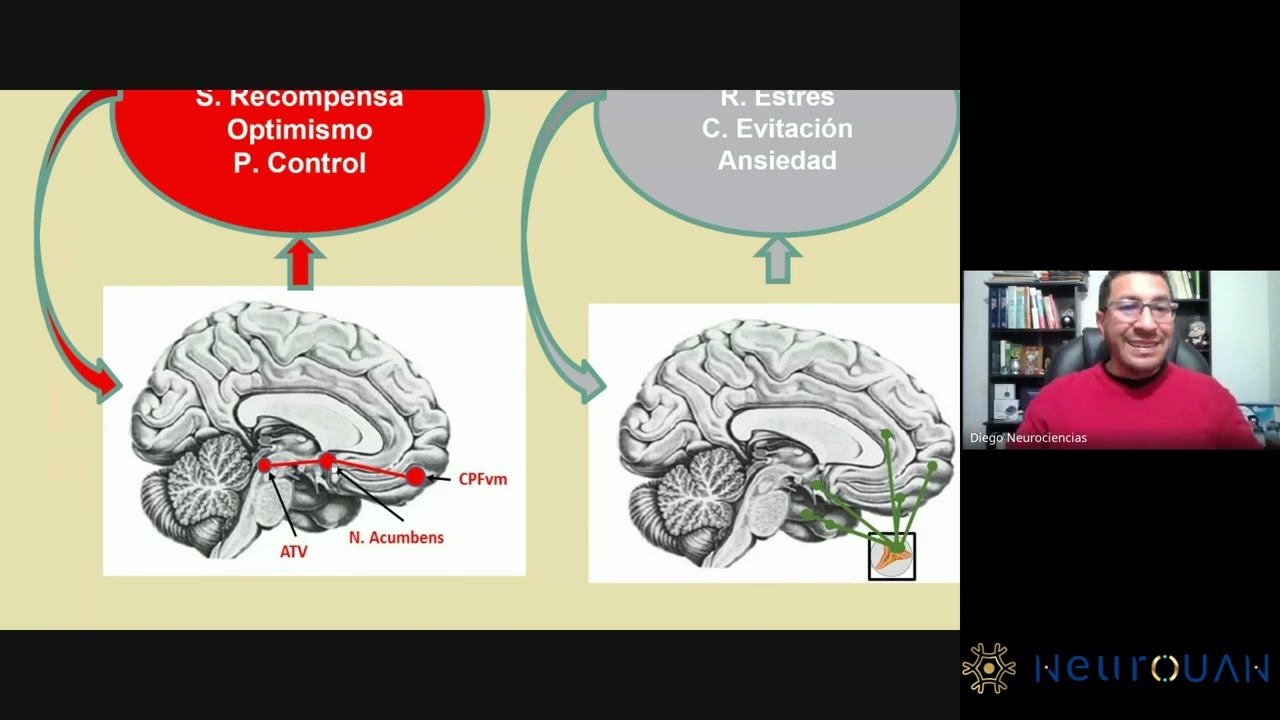 Neurociencia afectiva del estrés y la resiliencia