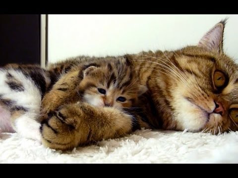 Mom Cat hugs her kitten Rocky. Mommy, Mommy, Hug Me ! AWW
