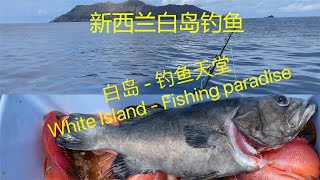 White Island NZ 白岛钓鱼 How to fish seabass【NZ Lucy Vlog 96】