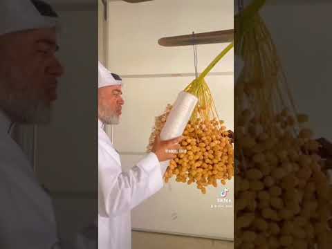 ابن زيد ثلاثة تجارب لتخزين الرطب مجمد ا