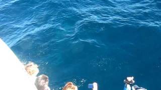 Seaworld Whale watching from Migaloo on an awesome Saturday morning 20090704