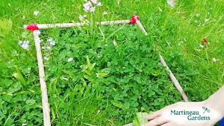 Using a simple quadrat
