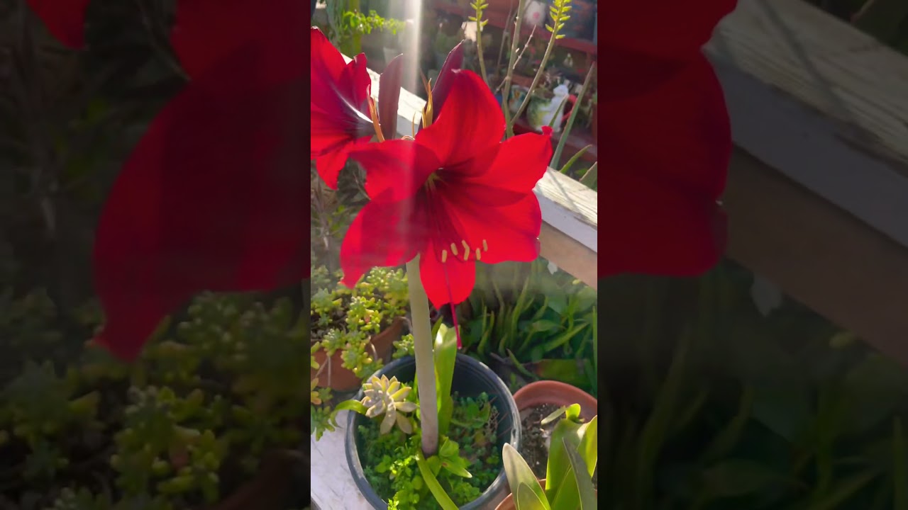 La Amaryllis más roja que he visto 🌺