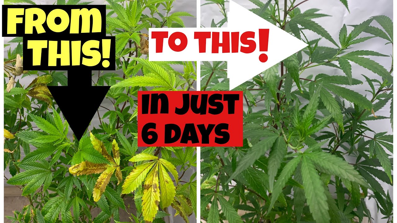 HOW TO SAVE DYING CANNABIS PLANTS IN 6 DAYS