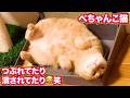 ぺちゃんこ猫つぶれたり潰されたり...笑 #猫 #保護猫 #猫のいる暮らし #cat