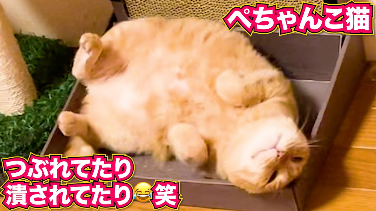 ぺちゃんこ猫つぶれたり潰されたり...笑 #猫 #保護猫 #猫のいる暮らし #cat