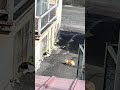 クリープハイプ 君が猫で僕が犬 弾き語り