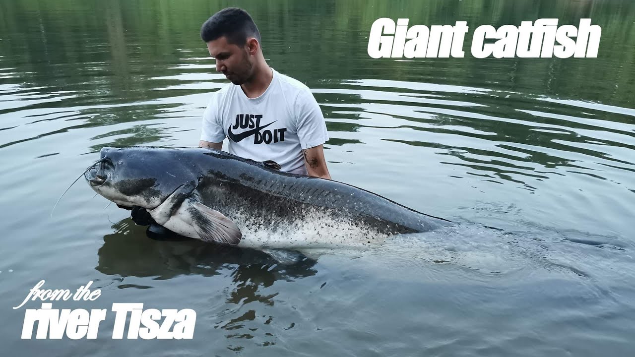 Giant catfish from the river Tisza / Óriás harcsa a Tisza folyóból