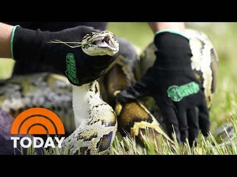 Florida Python Hunt Is Underway This Weekend