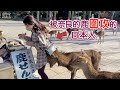【奈良Vlog】被一群鹿圍追堵截是一種怎樣的體驗?