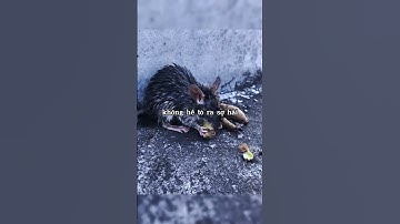 Chú chuột nhỏ bị rơi xuống giếng nước và cái kết bất ngờ ♥️ #shorts #story