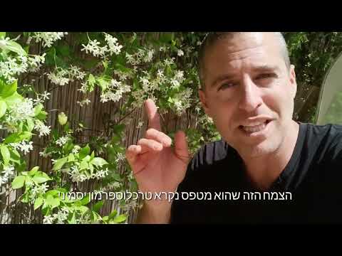 טרכלוספרמון יסמיני פריחה ריחנית באביב