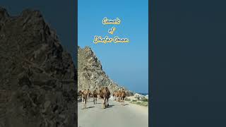 The Gorgeous Camels In Dhofar, Oman