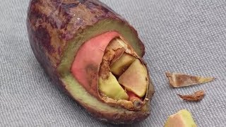 Unusual Fruits You May NOT Know About