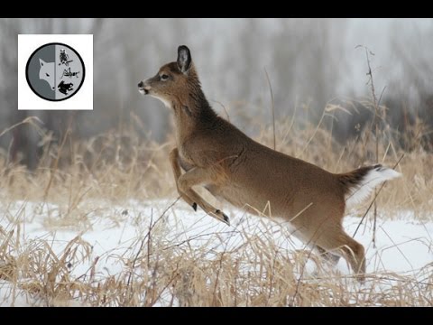 Vidéo: Différence Entre Le Cerf Mulet Et Le Cerf De Virginie