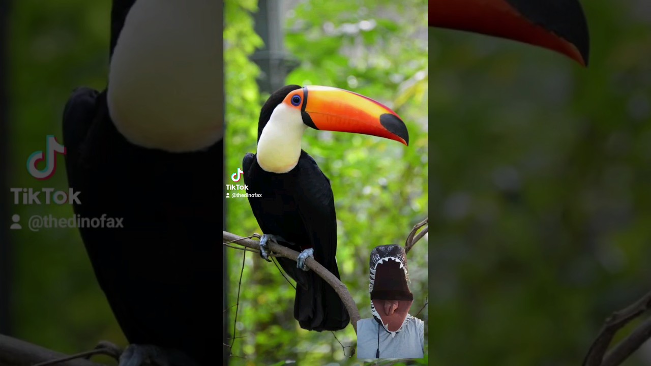 The Different Types of Toucan