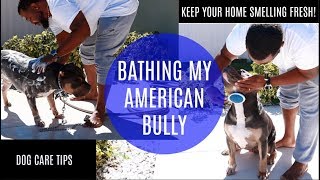 Clean With Me | Bathing My American Bully | Keeping a Fresh Home w/ a Dog | Leann DuBois