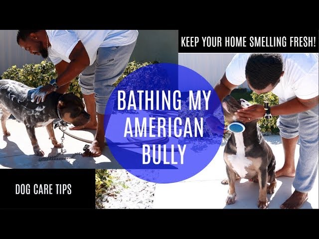 How to Care for an American Bully Dog