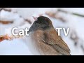 CAT TV: Snow Birds And Squirrels In The Woods.