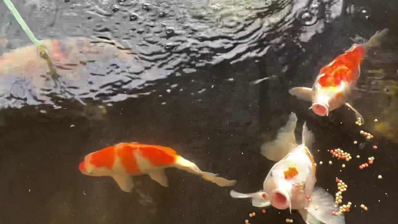 Koi fish YouTube