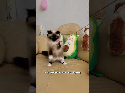 Почему кошка встает