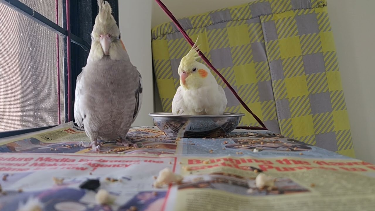 Harry & Daisy Memories 2022