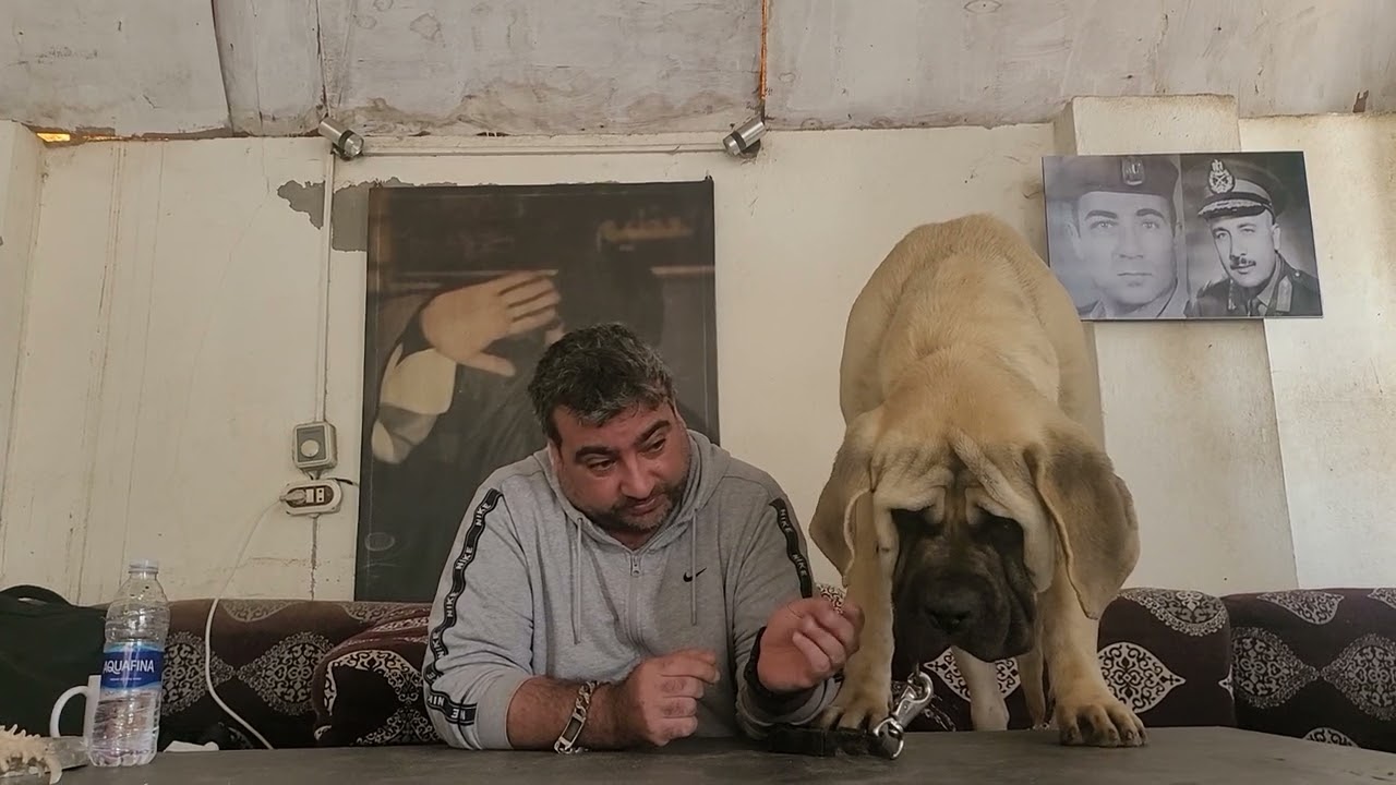 Mastiff Junior Champ! LION ACERTA HOUSE