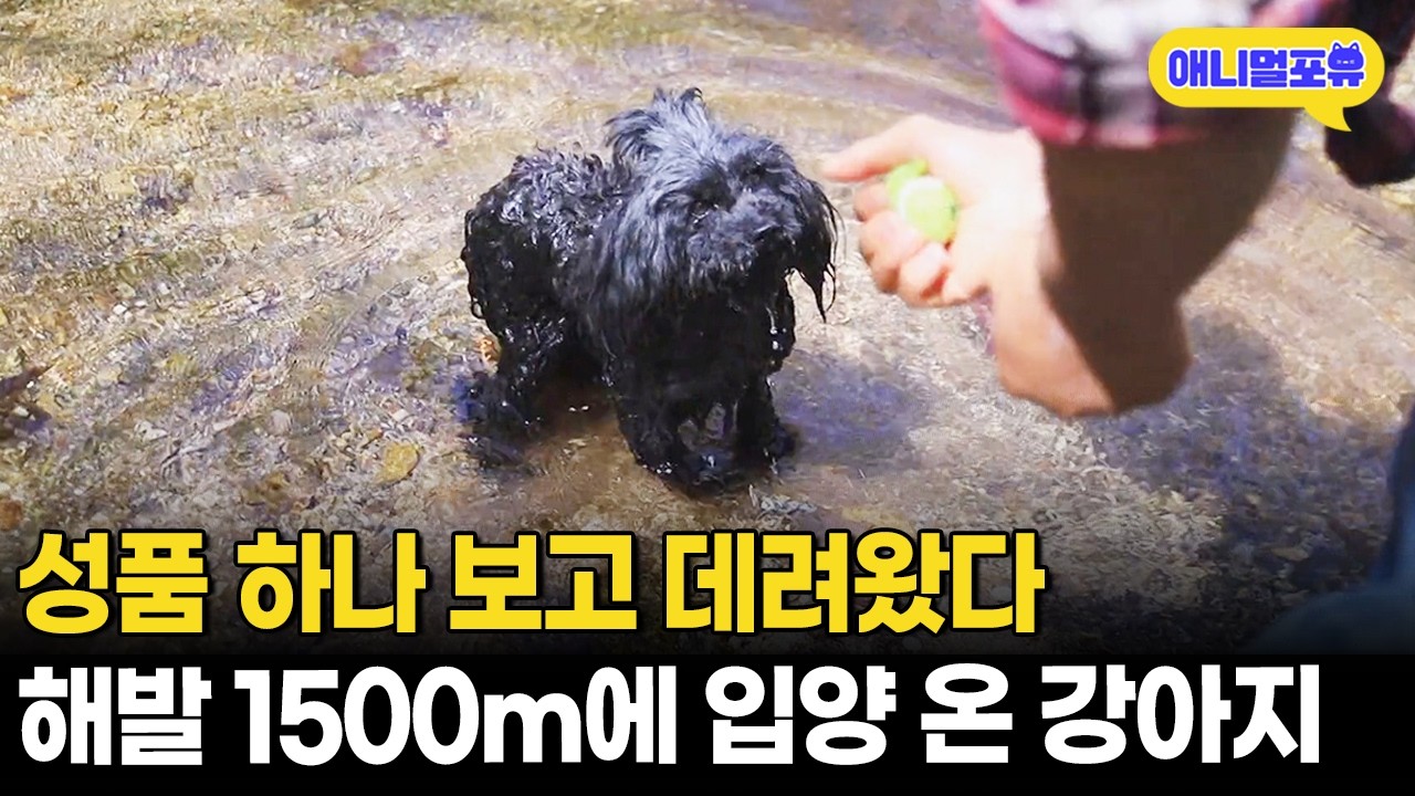 파양 2번 당한 강아지.. 해발 1500m 천상의 화원에서 견생역전하다!ㅣKBS 동물극장 단짝 220521 방송