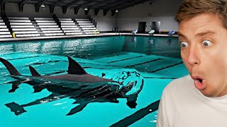 Who put a shark in this pool?