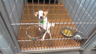 1 13 15      12 Dogs available in adoptions