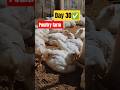 day 30#chickenfarmbusiness #chickenfarm #roosterfarm #shorts