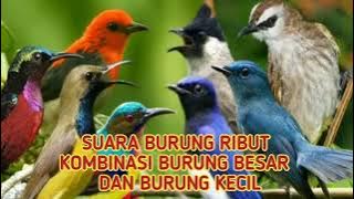 SUARA PIKAT SEMUA JENIS BURUNG | Suara burung ribut | kombinasi 100 burung! sudat terbukti hasilnya