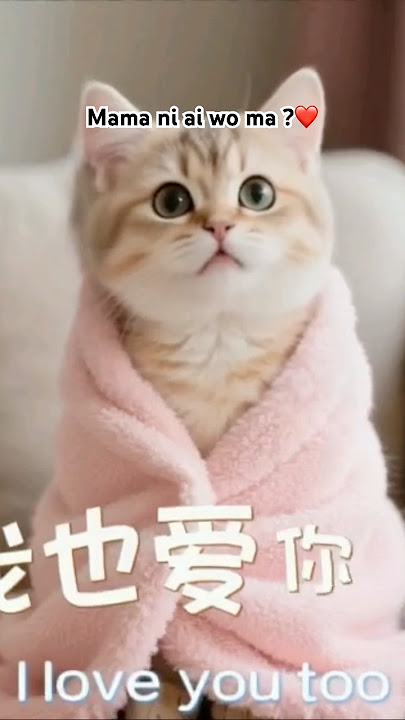 Mama ni ai wo ma ?#catvideos #cat #cattalking #cartoon #shortsvideo #shortsfeed #viralcatvideo