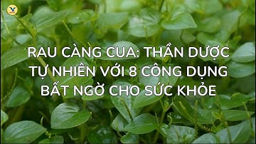 Rau Càng Cua: Thần Dược Tự Nhiên Với 8 Công Dụng Bất Ngờ Cho Sức Khỏe