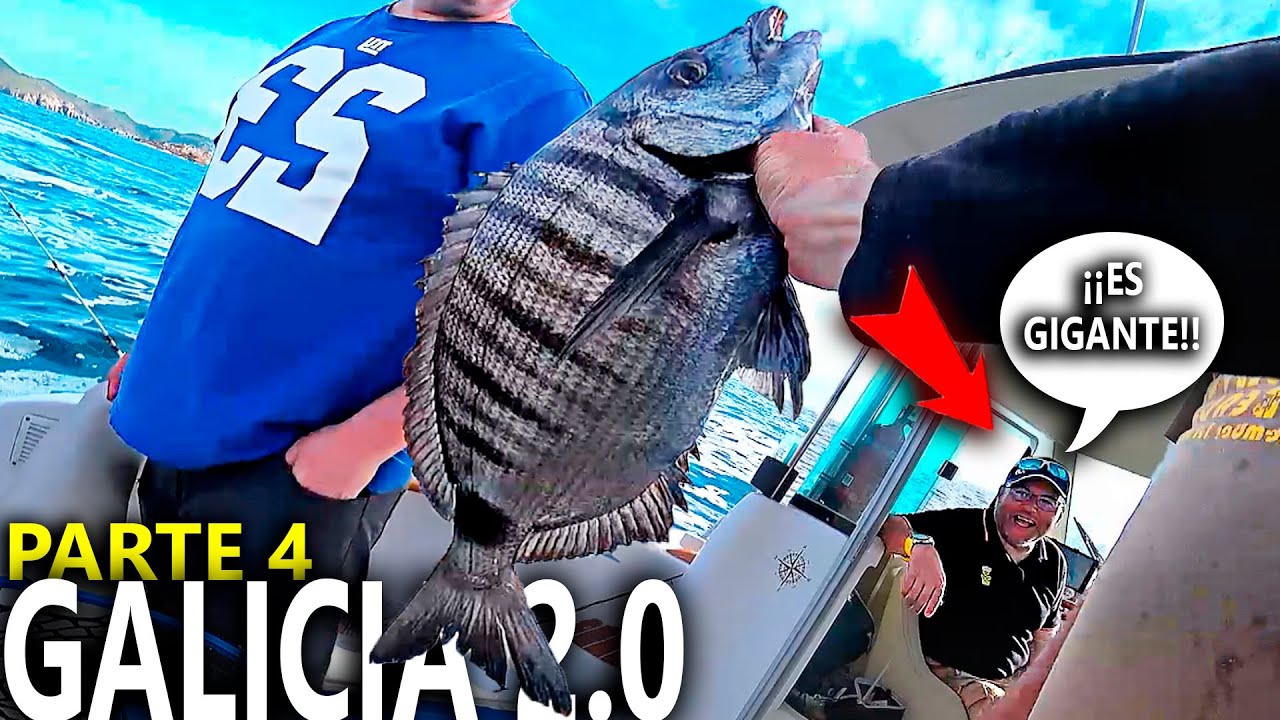 ¡¡SARGOS GIGANTES AQUÍ!! Pesca en GALICIA 2.0 [¡¡Sigo sacando LUBINAS!!]